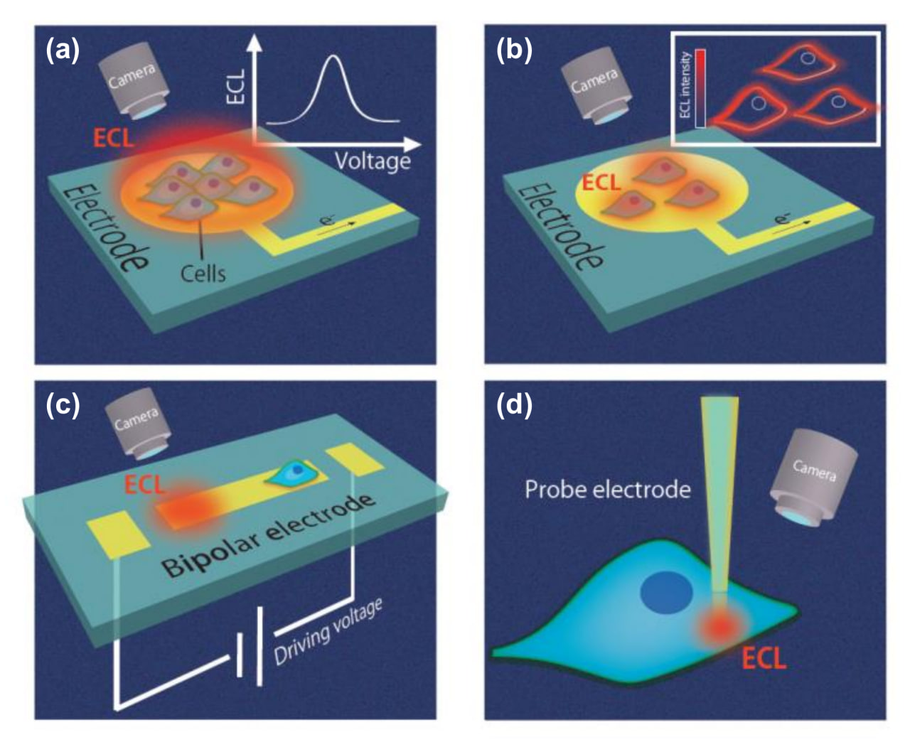 نحوه انجام تست خون ECL